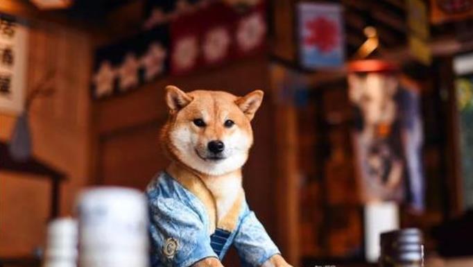 开一家宠物店需要投入多少成本呢？