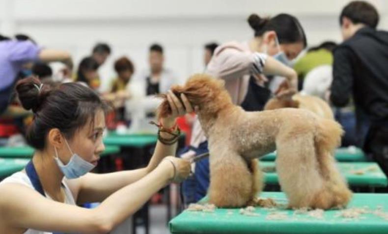 开一家宠物店需要办理哪些资质呢？