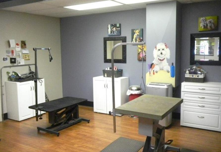 如何看待宠物店91短视频APP下载安装的发展前景