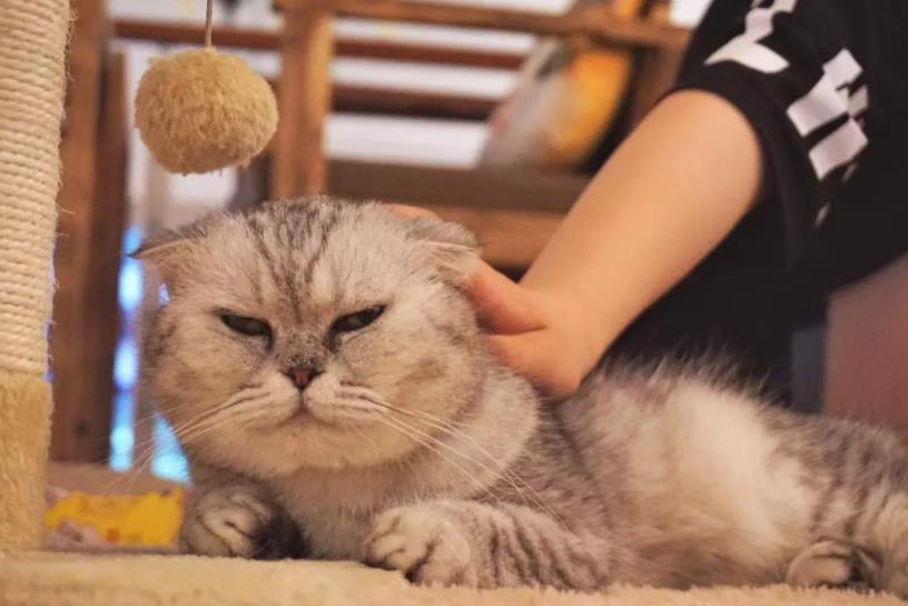 宠物店和猫舍有哪些区别？