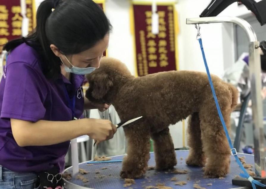 提高宠物店人气有哪些方式