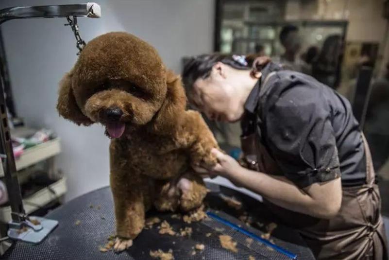 在北京开个宠物店赚钱吗？