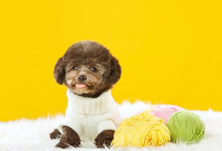 宠物犬如何饲养才更健康？有难度吗？