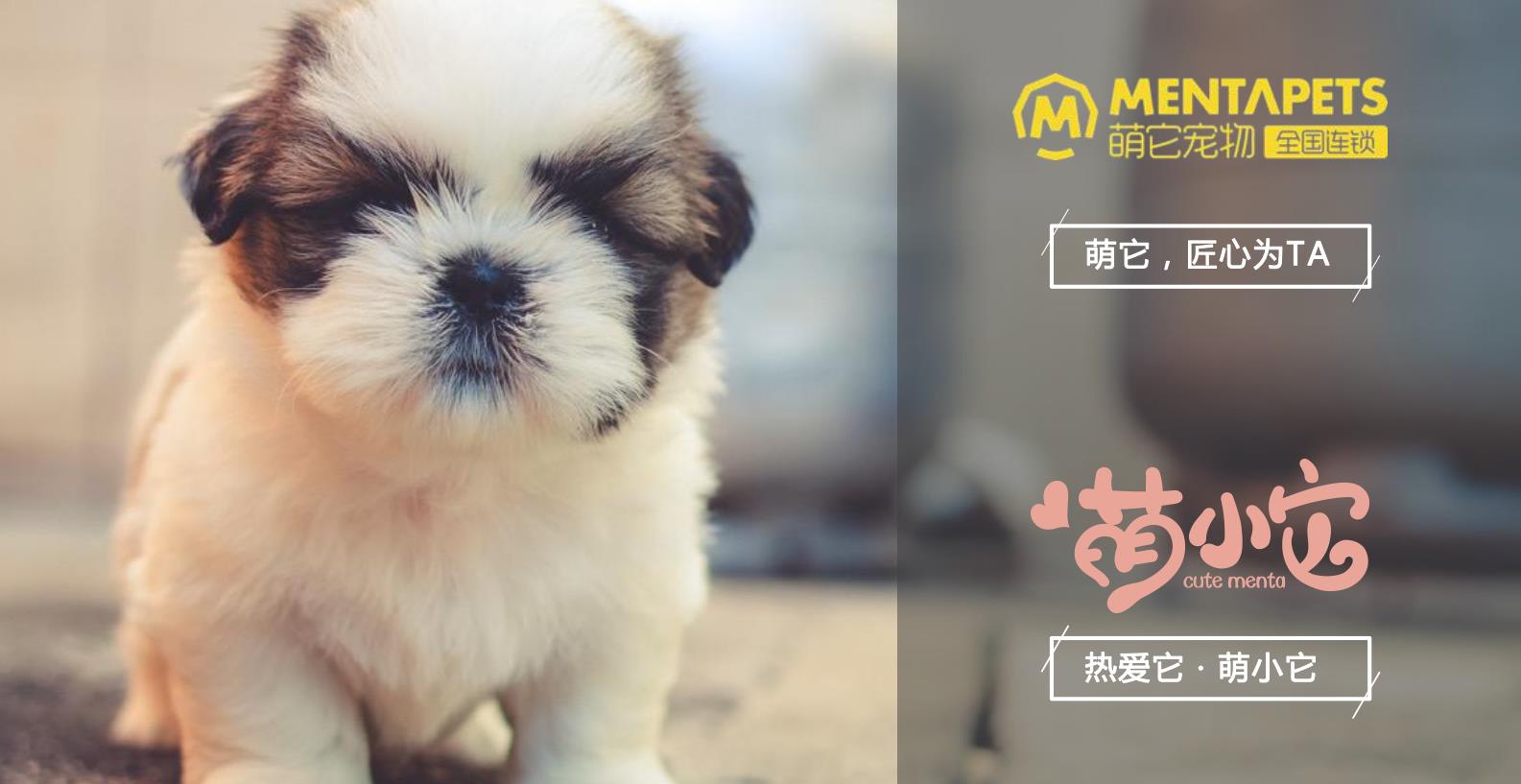 “金九银十”正是开宠物店的最佳时节