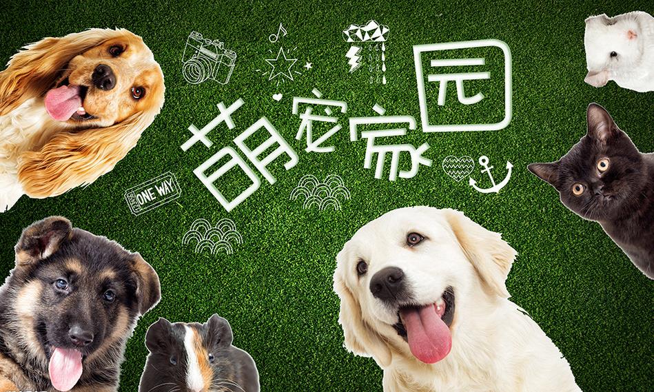 宠物店如何在零散的疫情中持续发展