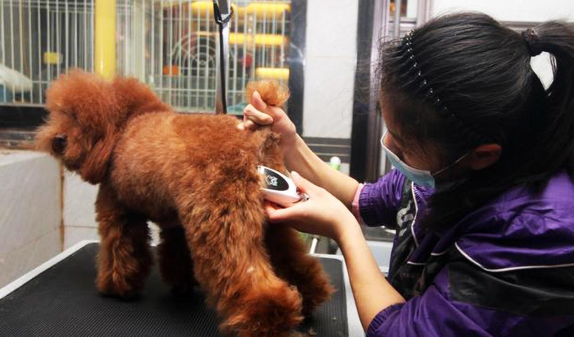 宠物店如何处理宠物犬猫常见的皮肤病
