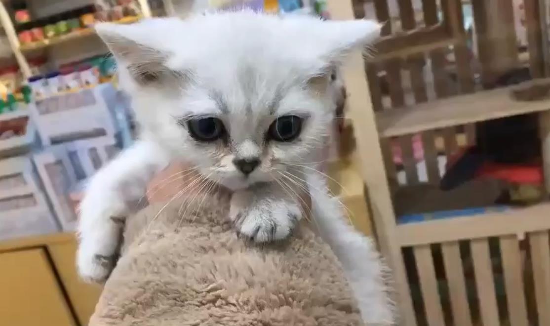 如何让宠物犬对主人更加忠心